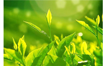 茶葉防偽溯源系統(tǒng)具有哪些優(yōu)勢價(jià)值？