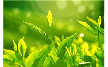 茶葉防偽溯源系統(tǒng)可以給企業(yè)帶來什么優(yōu)勢？